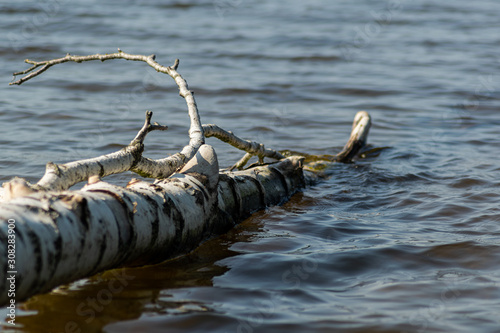 Birch tree floating in water