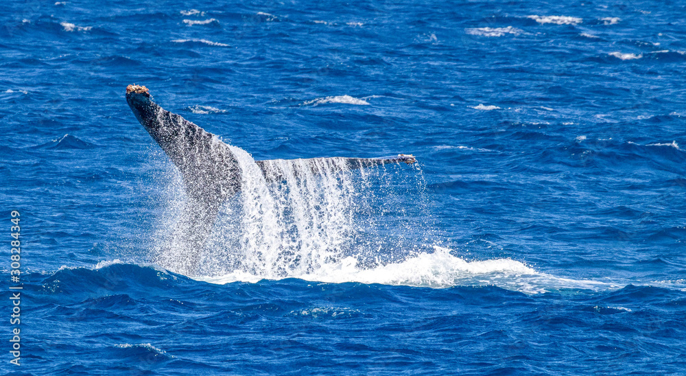 Naklejka premium humpback whale