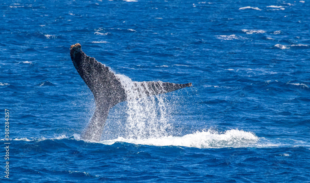 Fototapeta premium humpback whale