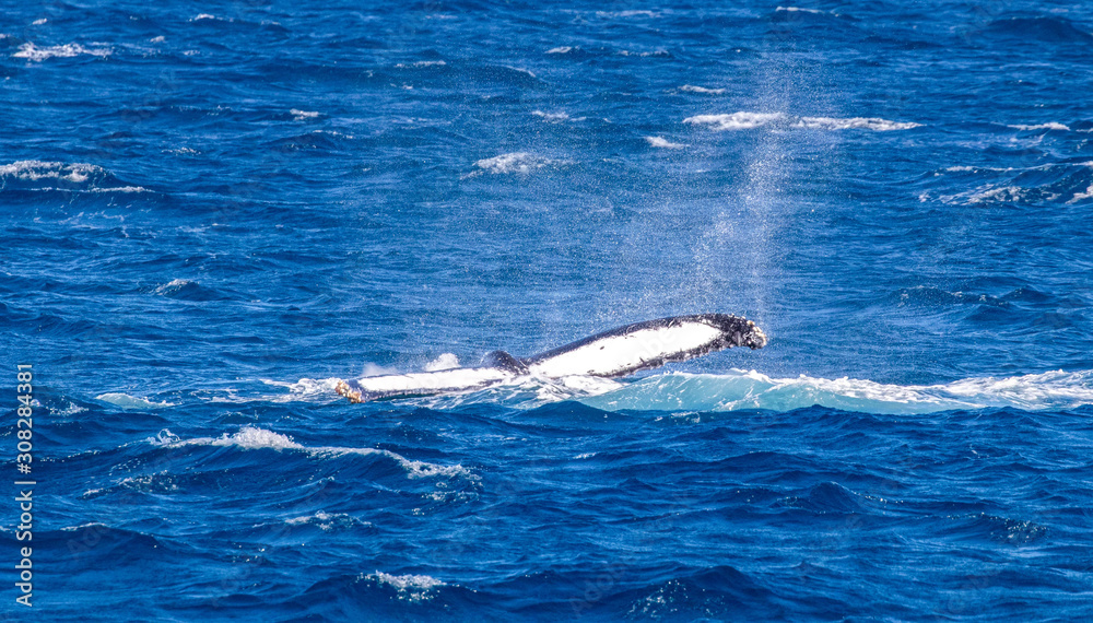 Fototapeta premium humpback whale