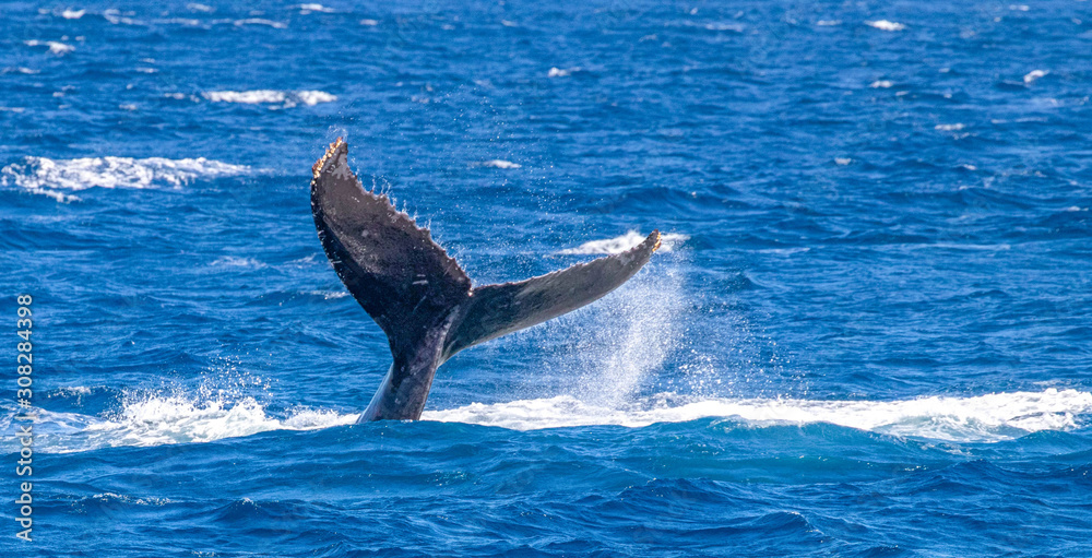 Fototapeta premium humpback whale