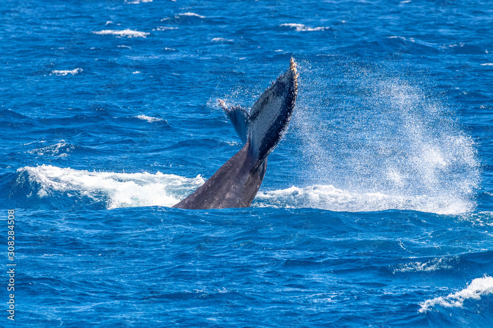 Fototapeta premium humpback whale