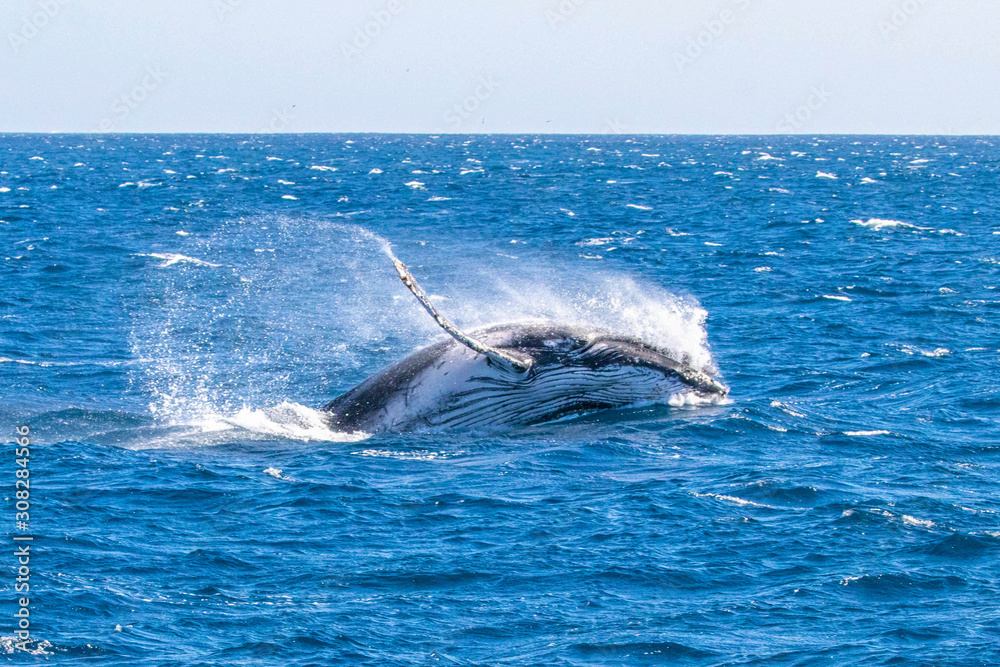 Fototapeta premium humpback whale