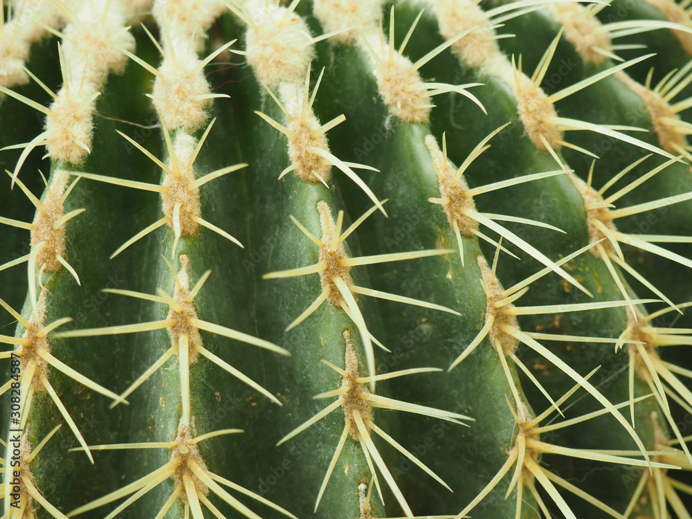 Green cactus with spikes close-up.Can be used as a pattern Green cactus with spikes close-up.Can be used as a pattern