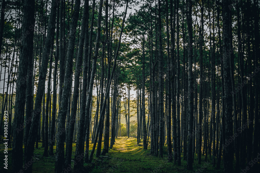 morning in the forest