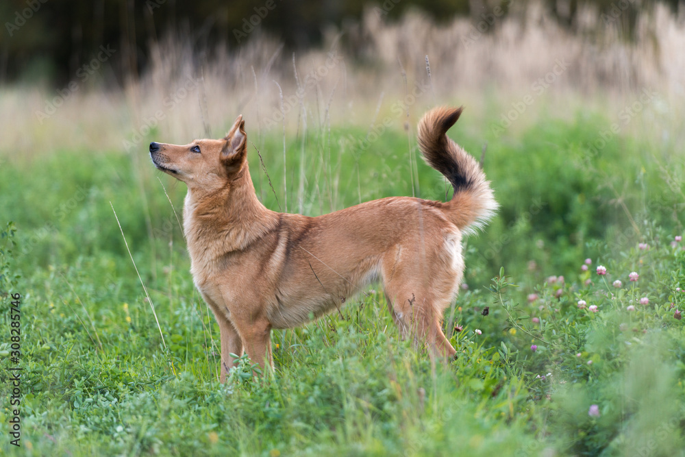 Dog on nature sunny day on the green grass Dog on nature sunny day on the green grass