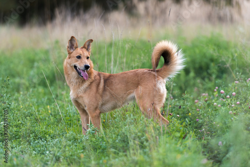 Dog on nature sunny day on the green grass