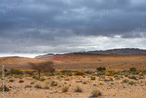Dry tree and grass at the bottom of a stony canyon under thunderclouds.