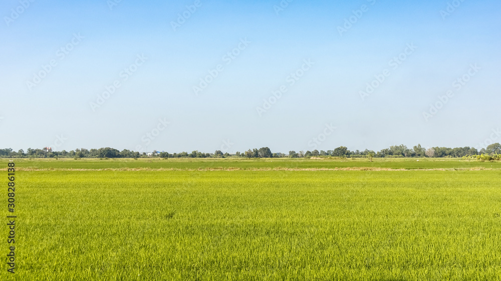 Obraz premium green rice field with bright blue sky