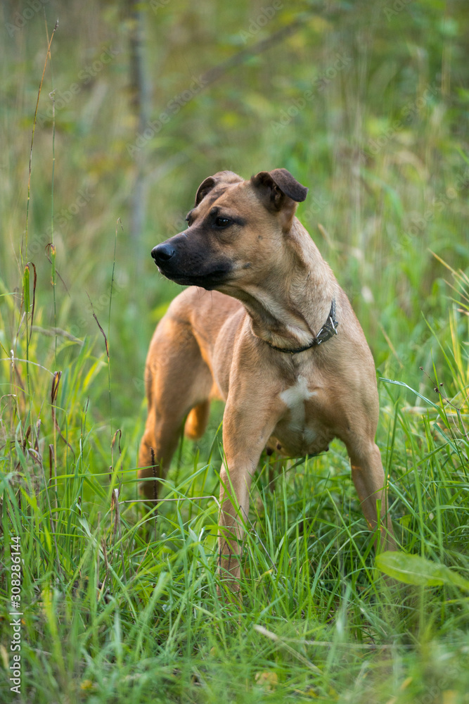 Dog on nature sunny day on the green grass