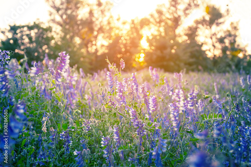 evening forest glade scene with beautiful violet flowers, outdoor sunset landscape