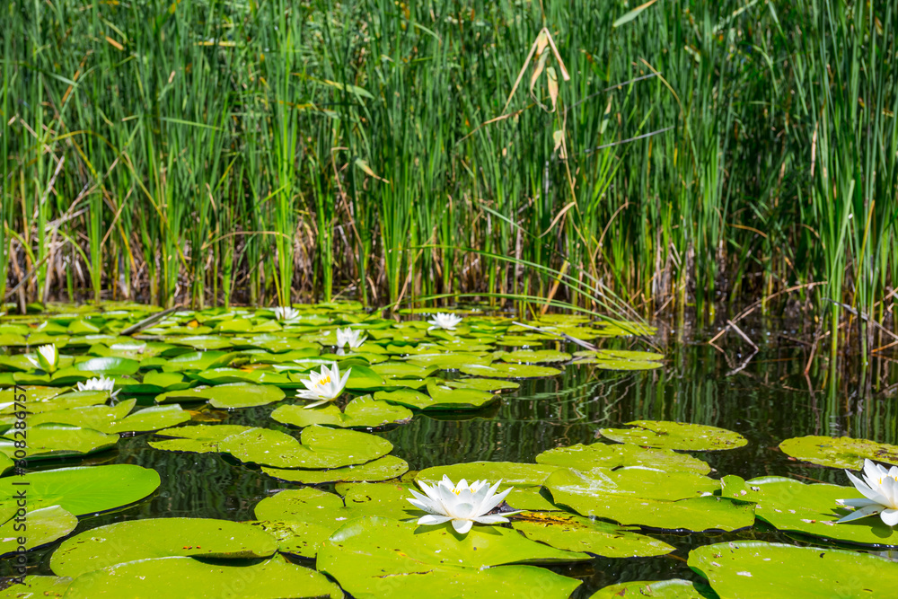 summer river scene, white lilies, reed and leaves on a water summer river scene, white lilies, reed and leaves on a water