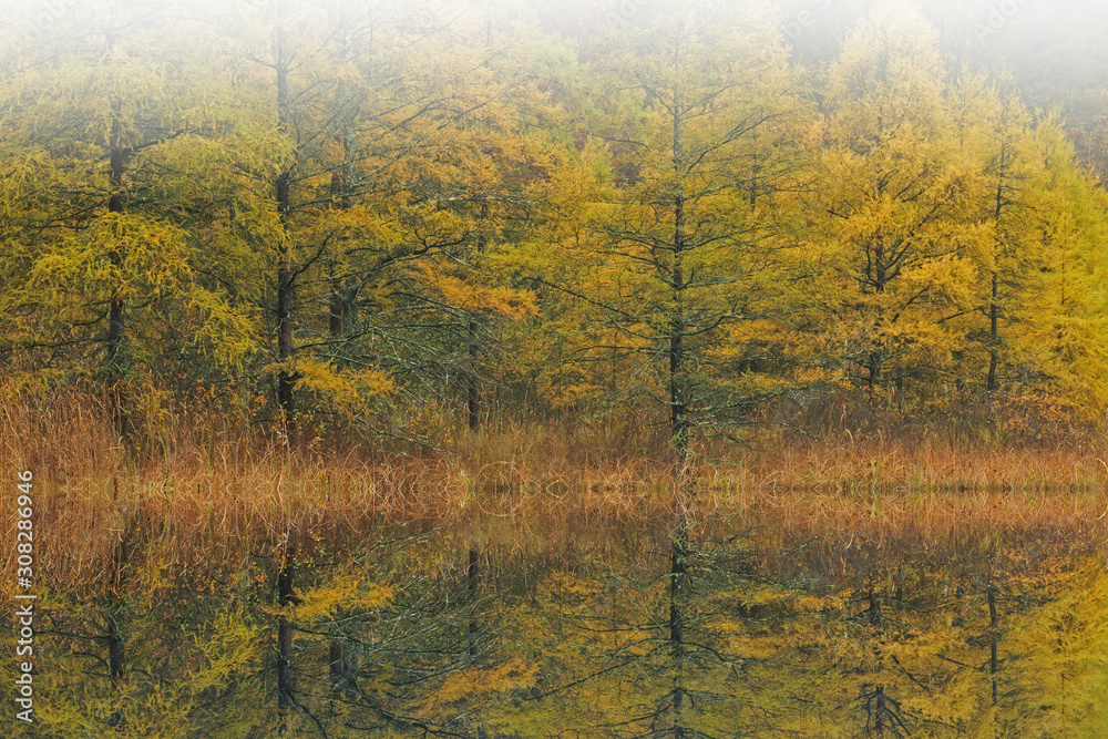 Autumn landscape of tamarack forest in fog with reflections in calm water, Michigan