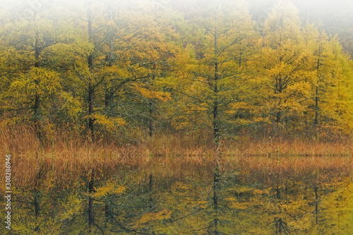 Autumn landscape of tamarack forest in fog with reflections in calm water  Michigan