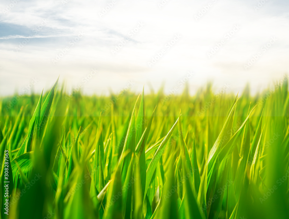 Fototapeta premium closeup green sprouts, summer rural field at the sunset, agricultural background