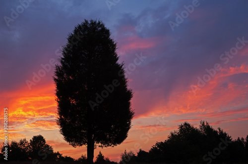 Landscape of silhouetted trees and dawn sky, Lake Doster, Michigan photo