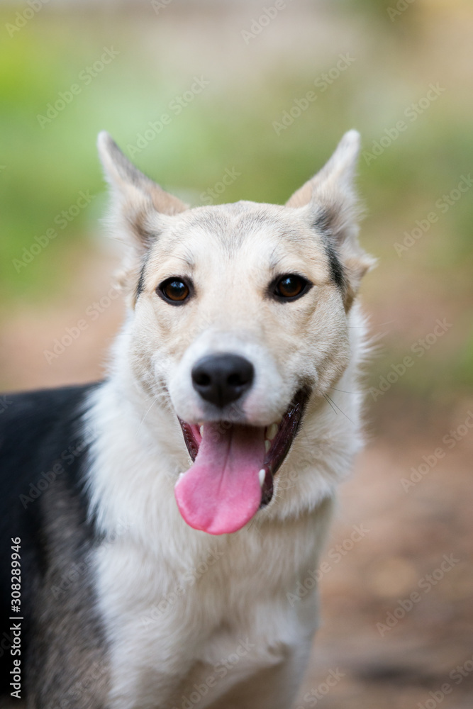 Dog on nature sunny day in the forest Dog on nature sunny day in the forest