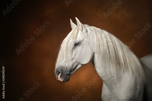 Fototapeta Naklejka Na Ścianę i Meble -  Photo studio portrait cheval étalon lusitanien blanc spectaculaire