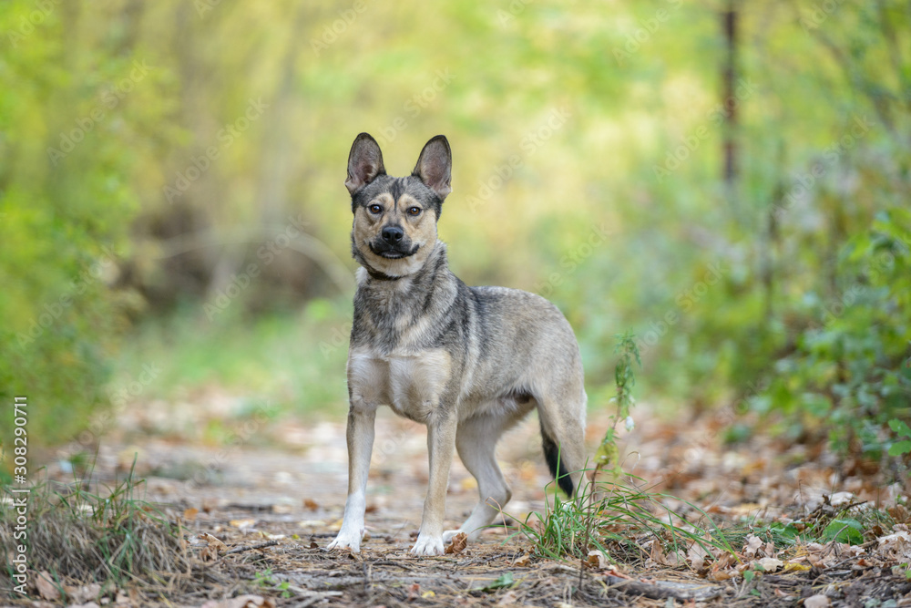 Dog on nature sunny day in the forest Dog on nature sunny day in the forest