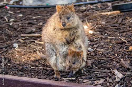 wild exotique animals