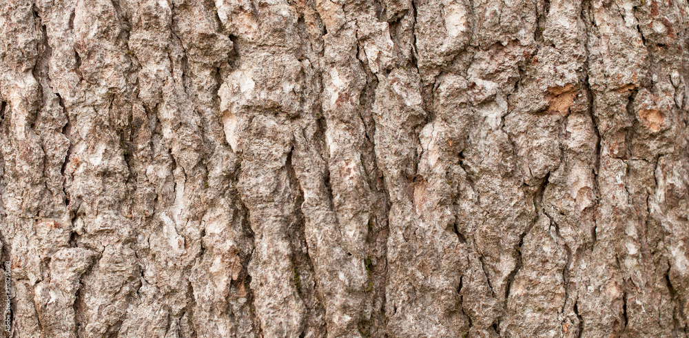 Secular pine cortex high detailed texture Secular pine cortex high detailed texture