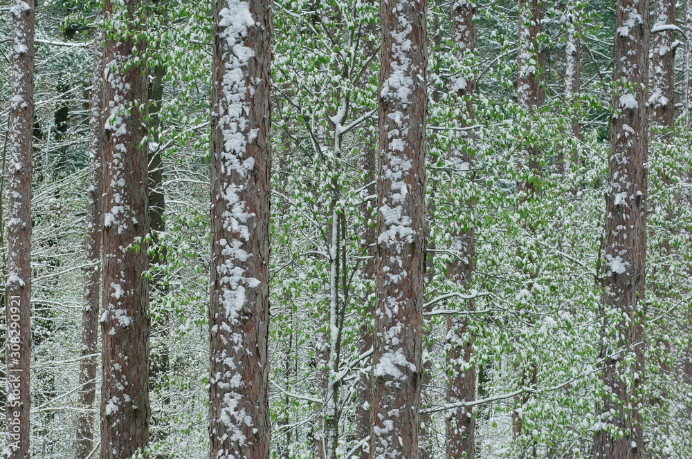 Obraz premium Red pine forest with flocking of spring snow, Yankee Springs State Park, Michigan