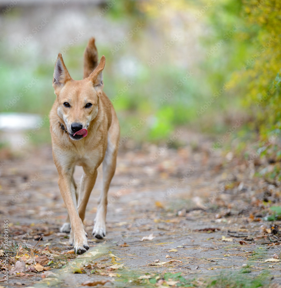 Dog on nature sunny day in the forest