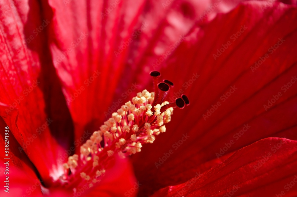 closeup of red flower closeup of red flower