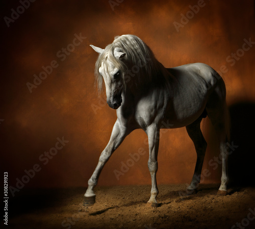 photo studio d'un cheval étalon lusitanien blanc spectaculaire photo