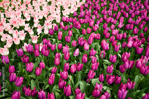 Beautiful colorful tulips in spring garden. Flowers tulip blossom  floral banner or panorama for a floristry shop background.