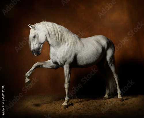 Photo studio d'un cheval étalon lusitanien blanc spectaculaire