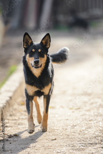 Homeless dog from a dog shelter on nature