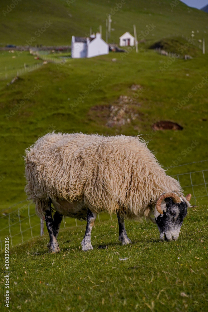 Schafe in den Highlands Schafe in den Highlands