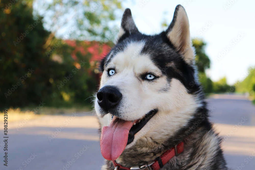 The dog of breed husky. Blue-eyed purebred husky. House dog. Walk with a pet.