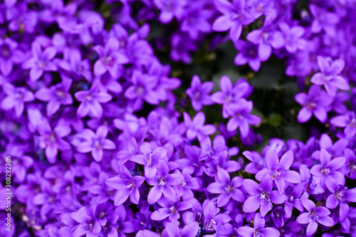 Blue or violet flowers bells in stone pot. Purple campanula floral blossom detail.