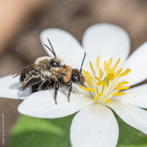 Male and female mining bee (Andrena)