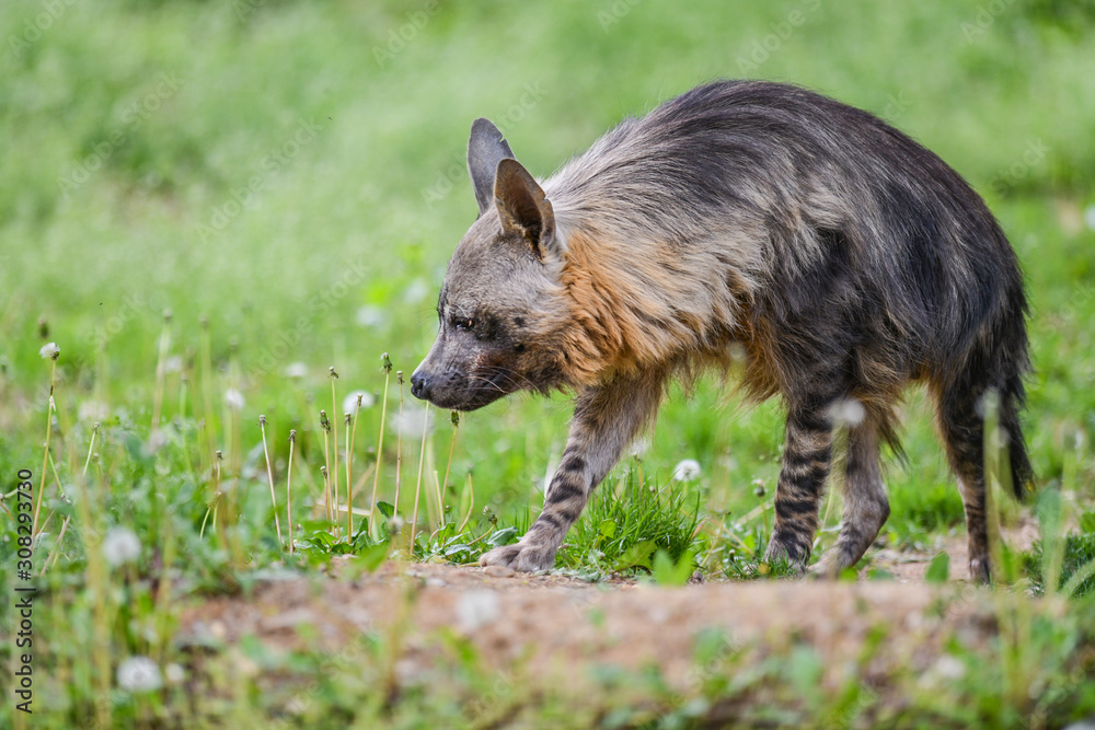 Hyena dog in green grass hunting on a prey.