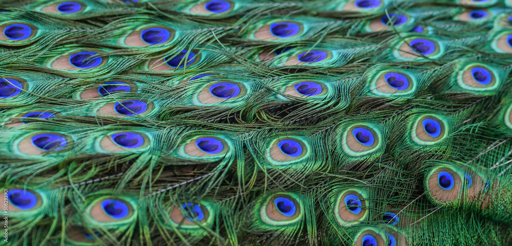 Obraz premium Peacock feathers in detail. Texture or background Colorful and Artistic photo.