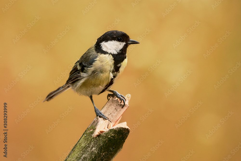 Close-up of a yellow Great tit bird (Parus major) perched on wooden stick against vibrant orange background Close-up of a yellow Great tit bird (Parus major) perched on wooden stick against vibrant orange background