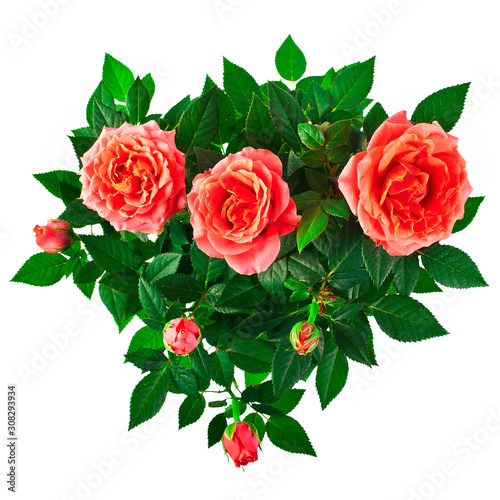 Pink roses isolated on a white background. Top view.