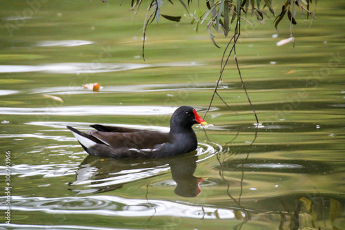 eine Teichralle, Gallinula chloropus schwimmt auf einem Teich photo