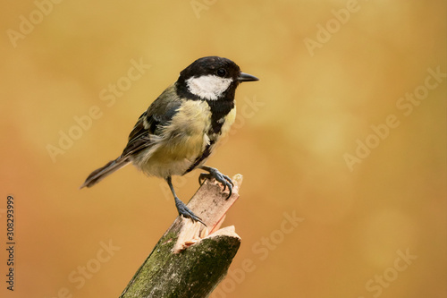 Close-up of a yellow Great tit bird (Parus major) perched on wooden stick against vibrant orange background