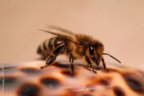 Makro, Nahaufnahme einer Biene, Porträt einer fleißigen Biene