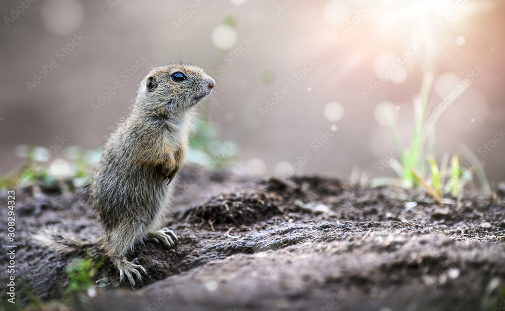 Ground squirrel in natural habitat. Spermophilus citellus wildlife. European souslik. Ground squirrel in natural habitat. Spermophilus citellus wildlife. European souslik.