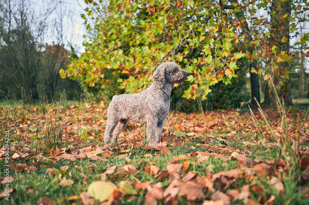 side view of a Spanish water dog surrounded by autumn leaves side view of a Spanish water dog surrounded by autumn leaves