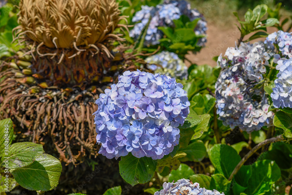 Blue Hortensia, hydrangea flowerin the garden, floral background Blue Hortensia, hydrangea flowerin the garden, floral background