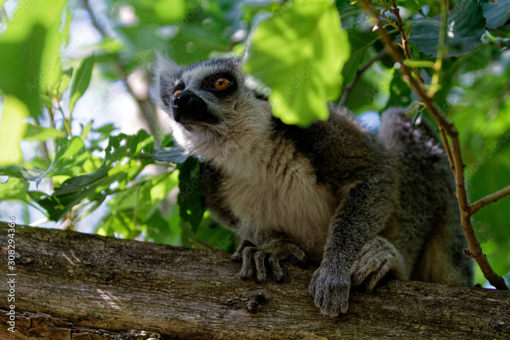 Fototapeta premium Lémurien