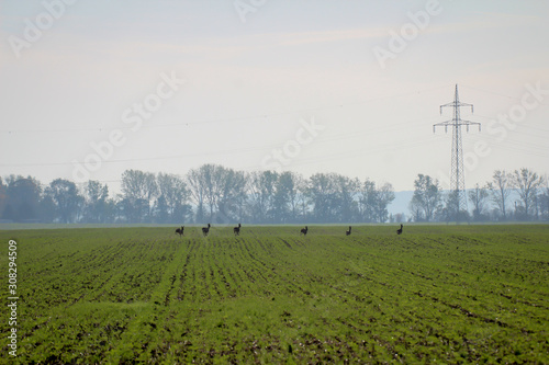 ein schon wieder grünendes Feld im Herbst über das mehrere Rehe sprinten