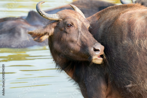 Wild Water Buffalo (Bubalus arnee), Udawalawe National Park, Sri Lanka  © Guy Bryant
