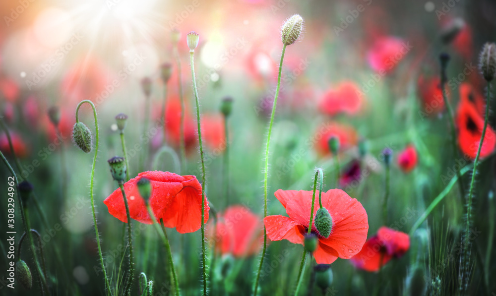 Naklejka premium Red poppy flowers in sunny background. Blooming poppies field detail in spring and backlight. Blurred sun rays with poppy bokeh glitters.